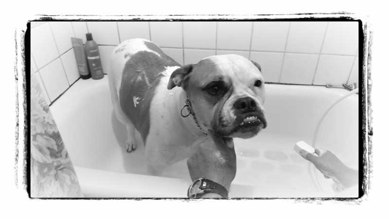 Maggy gets a bath