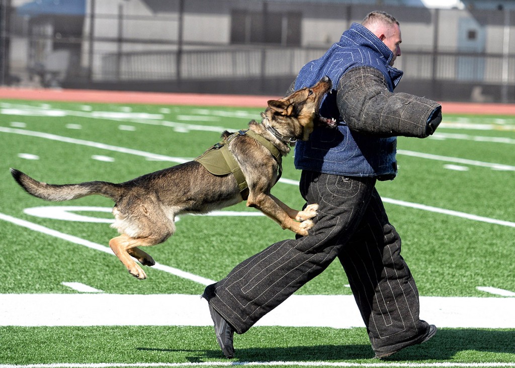 The 16th Annual Los Angeles County Police Canine Association K9 Demonstration at Santa Monica College Saturday, June 6, 2015. Over 30 K-9 teams from across Los Angeles County participated in the event featuring agility, narcotics detection, suspect apprehension, searching and a toughest K-9 contest. The LACPCA is a non-profit organization comprised of K9 teams from throughout the county. <span id=